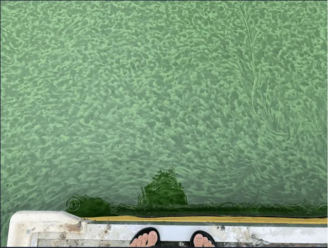 swirls of green-blue algae in water