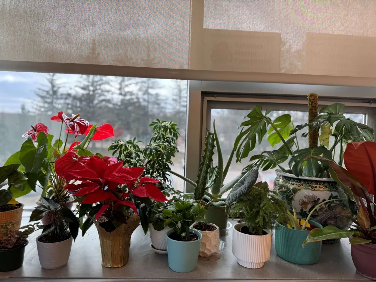 an array of houseplants