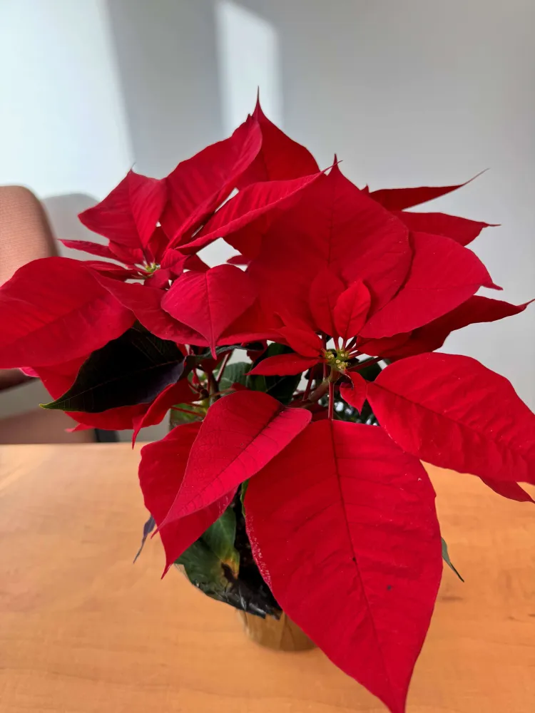 a poinsettia plant