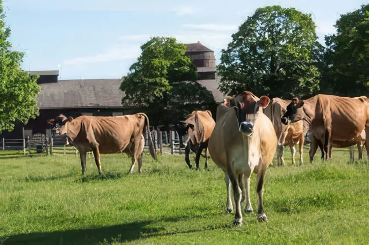 cows at billings farm