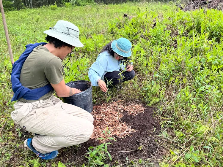 Two people planting a tree in a field