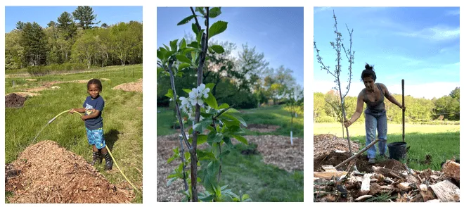 Right - boy stands water wood chips. Center - upclose of fruit trees. Rigth - woman plants trees in wood chips