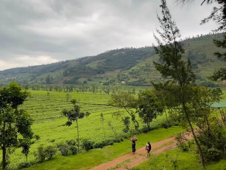 lush, green Rwandan country side with people walking on a dirt road