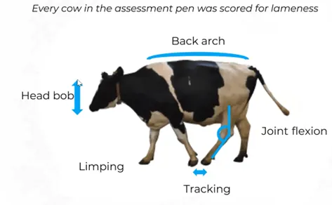cow diagram