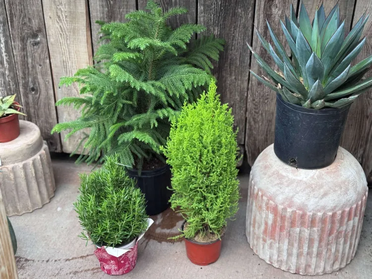 several potted evergreens