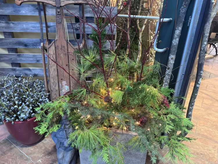 an evergreen plant strung with lights