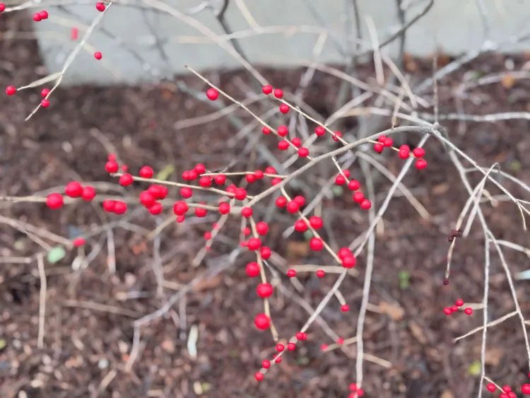 red berries on bare branches