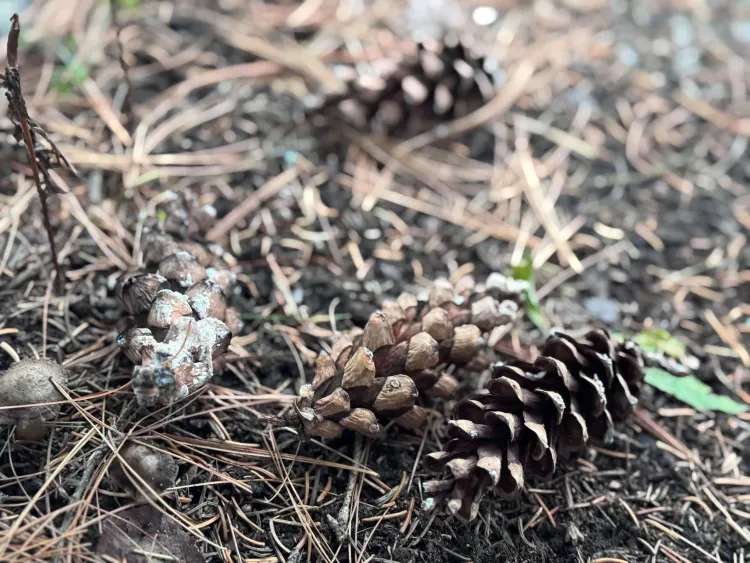 pine cones