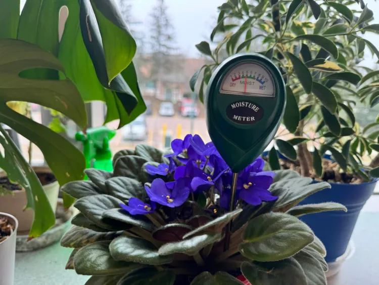 houseplant with a moisture meter in its soil