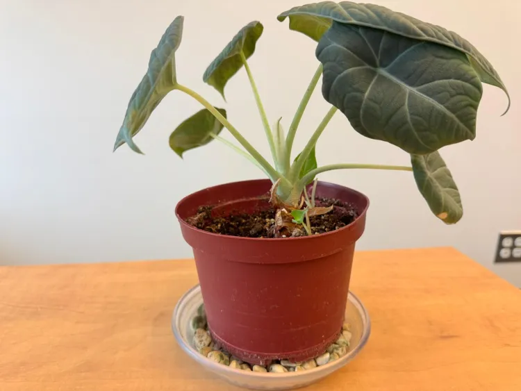 a potted houseplant on a table