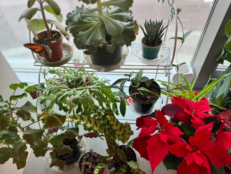 a group of houseplants