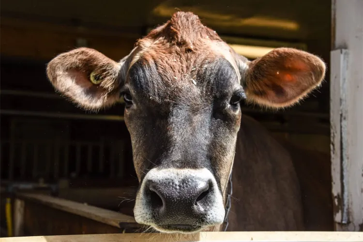 close-up of a cow