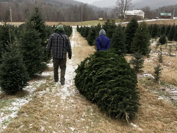 two people hauling a christmas tree through a tree farm