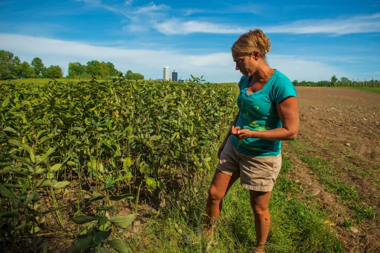 A person in a teal shirt and tan shorts stands in a vast farm field next to mid-height crops. It's a summer day with blue sky in the background.