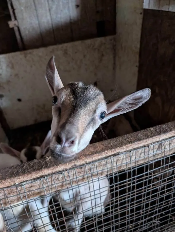 a very cute goat in a pen
