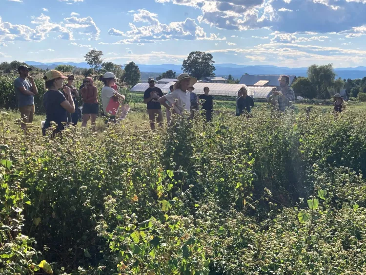 People stand in front of a leafy crop growing in a field. It's a sunny, summer day and behind the people are farm buildings and a blue sky.