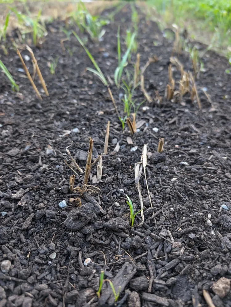 Green sprouting plants grow up among brown, dead plant matter in dark brown soil.