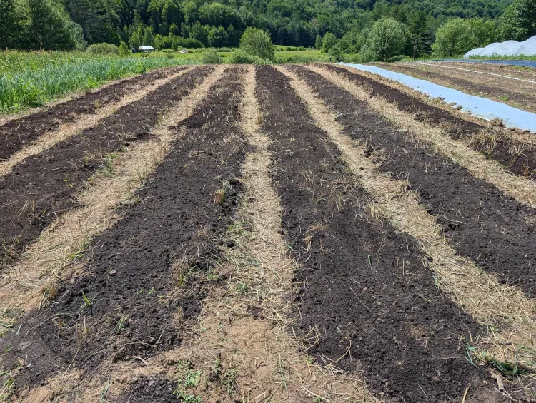 A field with rows of dark brown soil lined by aisles filled with light brown, dead plant matter. 