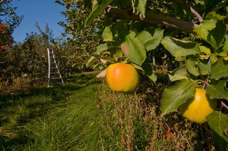 an apple hangs from a tree in the foreground and a ladder leans against another apple tree in the background
