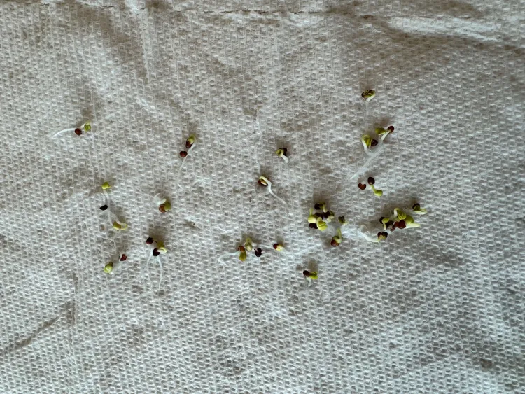 Sprouting seeds on a damp paper towel. 