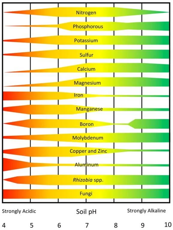 A chart showing different nutrients like nitrogen, phosphorous, potassium, etc. across a range of soil pH from 4 to 10. Behind the name of each nutrient is a long, thin shape that bulges to its thickest width at the pH levels it allows uptake. The shapes behind the words are colored red, orange, yellow, light green and dark green along the range of pH levels. 