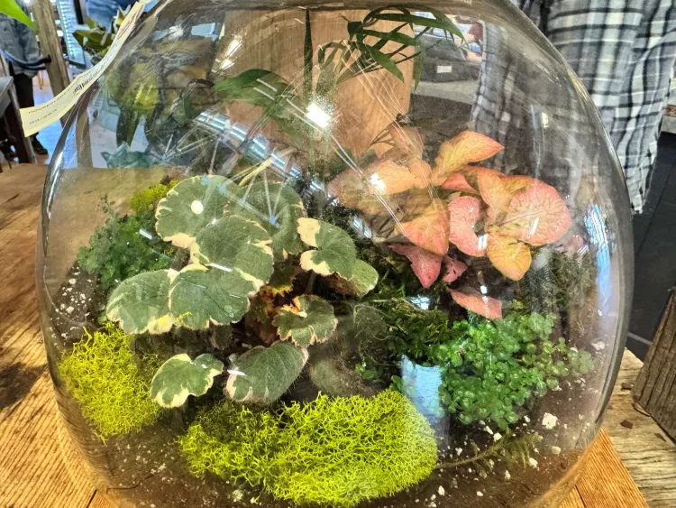 A glass container with multiple plants inside, including light green moss and dark green and light pink leafy plants.