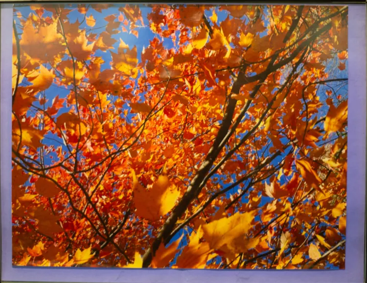 Photograph of autumn leaves shot from below. Branches with bright orange maple leaves fill the frame. Behind them is a bright blue sky. Another tree can be seen through the leaves  in the bottom of the photograph