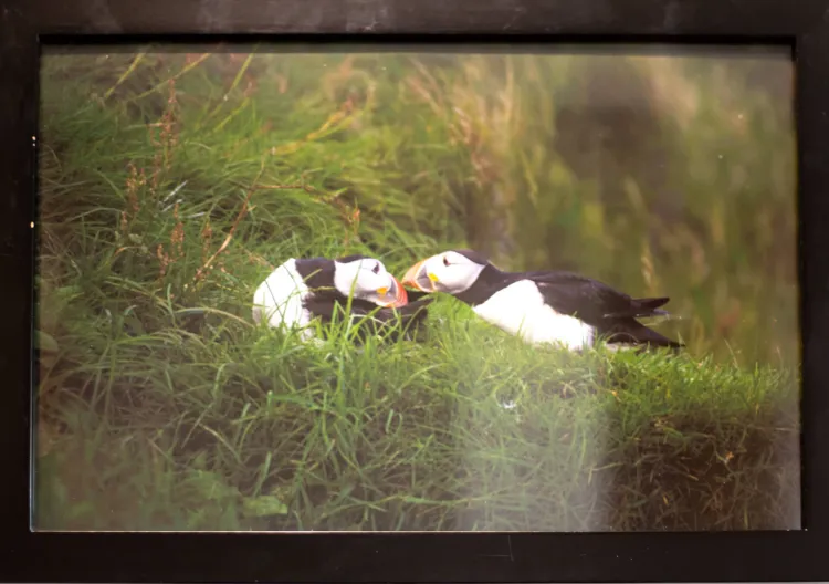 Framed landscape portrait of two puffins in a patch of grass. The puffins sit in the center of the photograph with their beaks lightly touching, with tall grass spring up around them. The rest of the photograph is dark, creating a vignette around the subjects. 