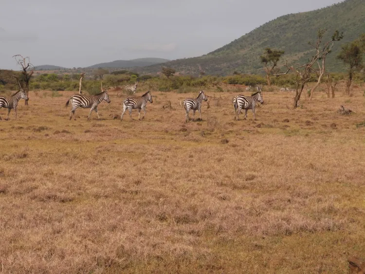 Tanzania plains with giraffes