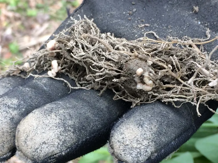 A hand in a black glove holding the roots of a plant