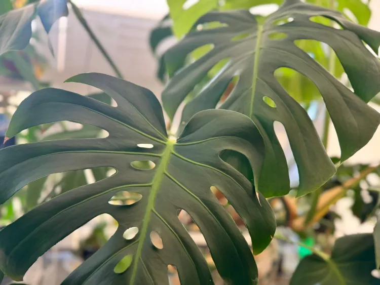 Large green leaves that are split like petals.