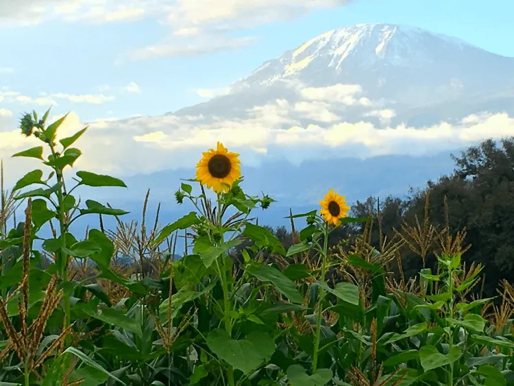 Field of Sunflowers in front of Mt. Kilimanjaro