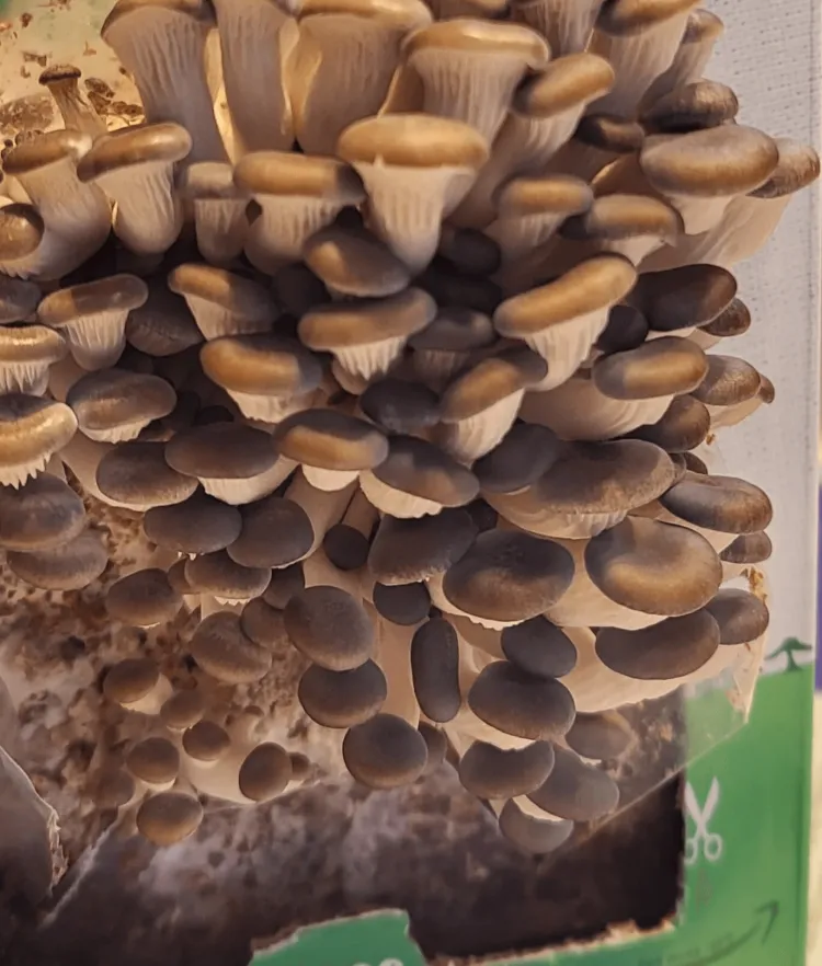 A close up view of small brown-capped mushrooms sprouting from a cardboard container