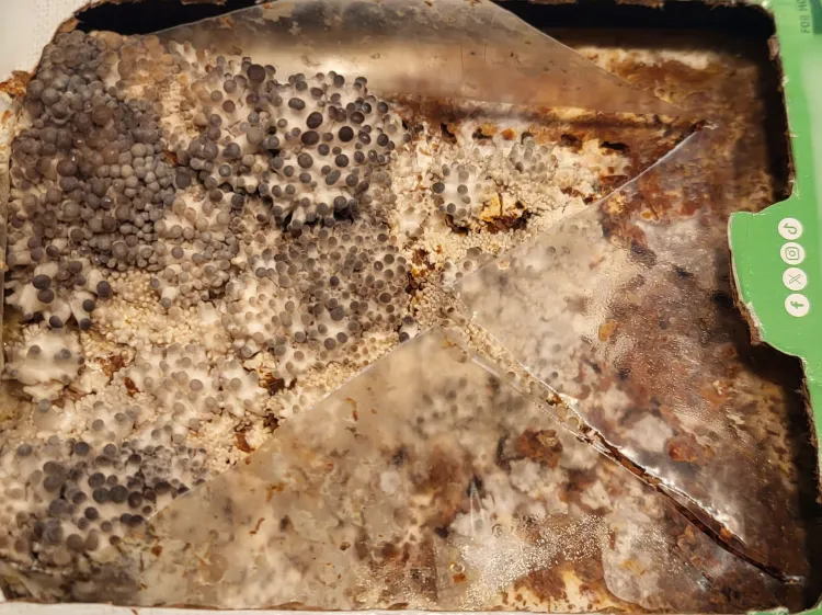 Small mushroom heads, many of them close together, growing on a surface.