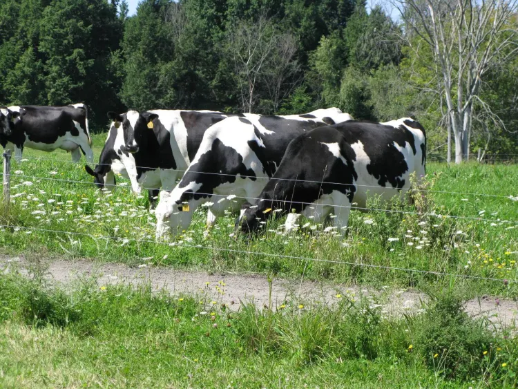 Black and white cows grazing on grass.