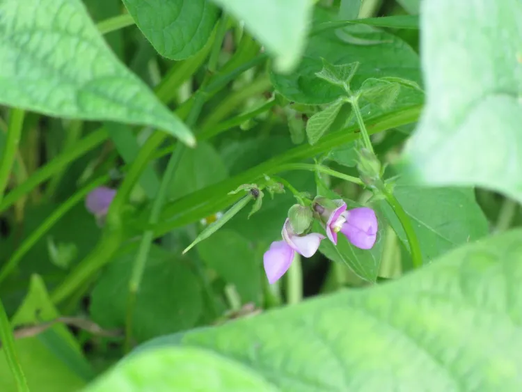 Light pink flowers among green leaves