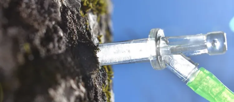 a plastic tap protruding from a trunk illuminated by the sun