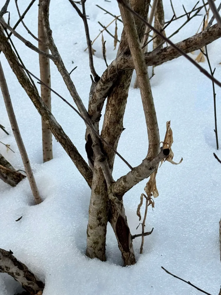 Bare branches growing close together in the snow.