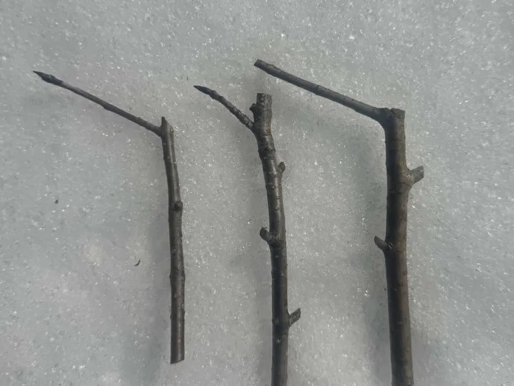 Three pruned branches laying on snow.