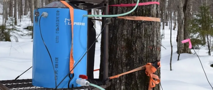 A blue cylindrical machine for monitoring sap flow strapped to a tree trunk