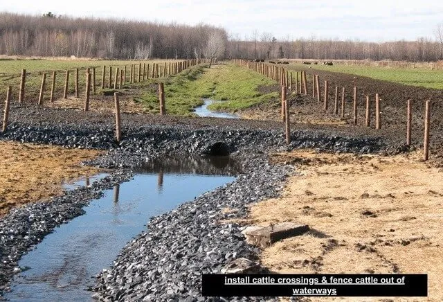 cattle crossing