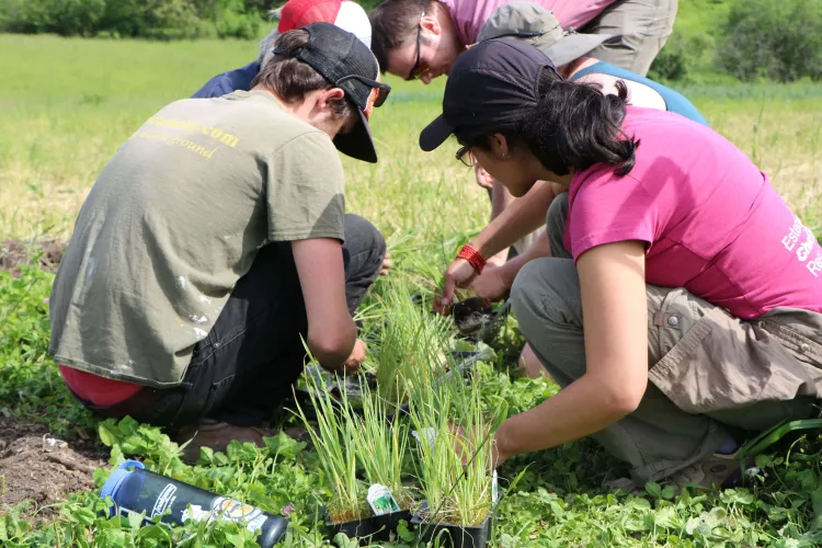 people crouch in a field planting