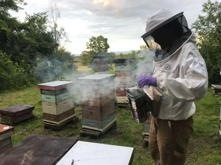 A bee keeper smoking a hive