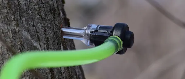 plastic tap in a maple tree with bright green tubing snaking out