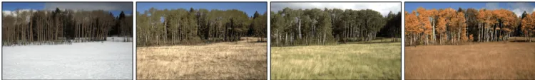 series of four photos of same landscape in each season, a forest edge with a field in foreground