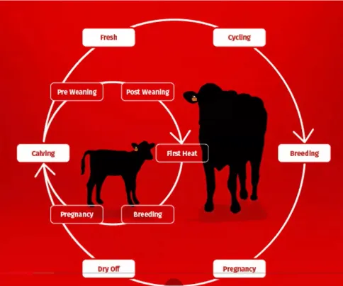 cowmanager system
