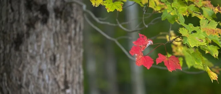 a spray of scarlet maples leaves on an otherwise green leafy branch