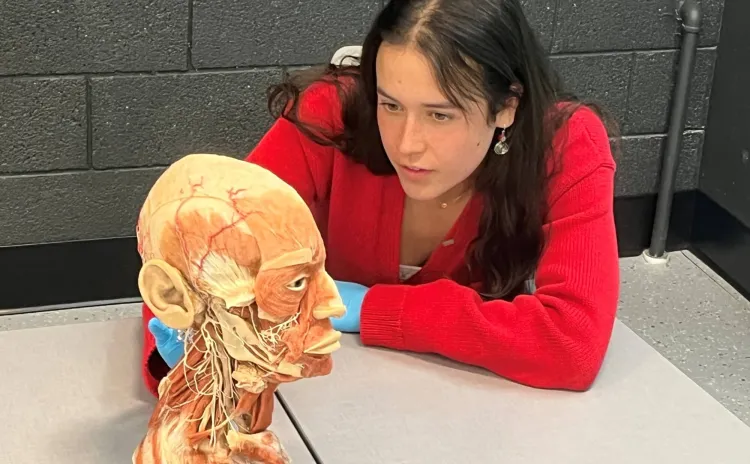 Occupational therapy student with a model in the plastinated anatomy lab