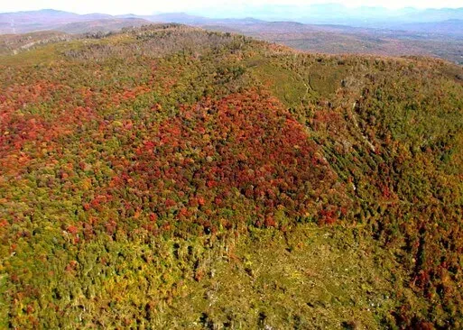 An aerial photo of Concord Woods