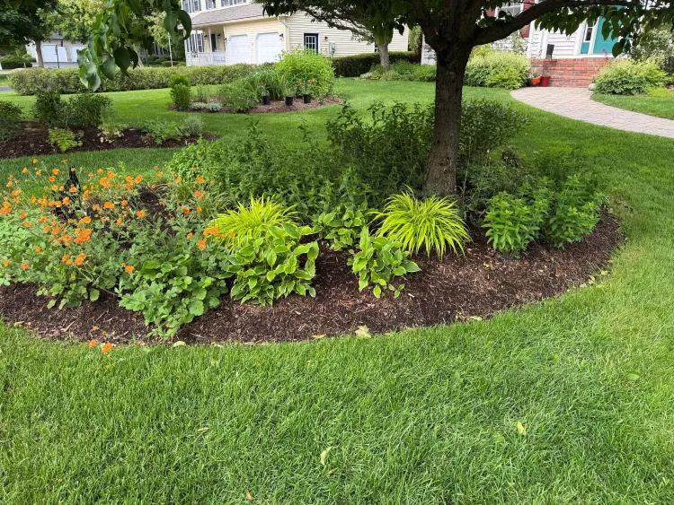 Plants in mulch around the base of a tree on a grassy lawn. 